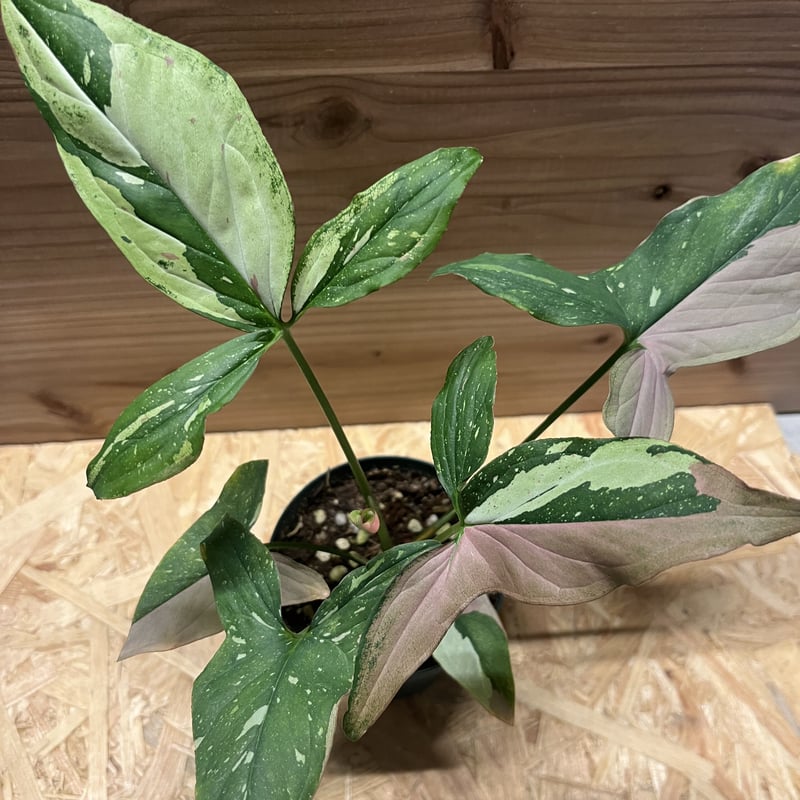 シンゴニウム レッドスポットトリカラー | GREEN LUCK