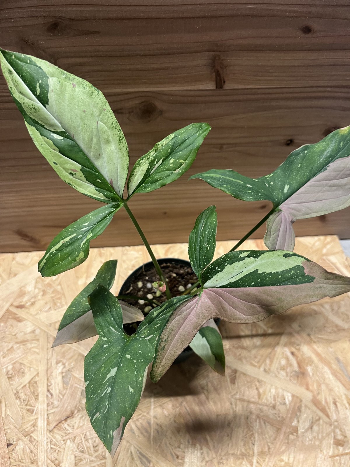 シンゴニウムトリカラーとレッドラーバーのミックス シンゴニウム レッドスポット トリカラー | hanatsumugi GREEN