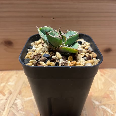 Lize産清櫻の子株③