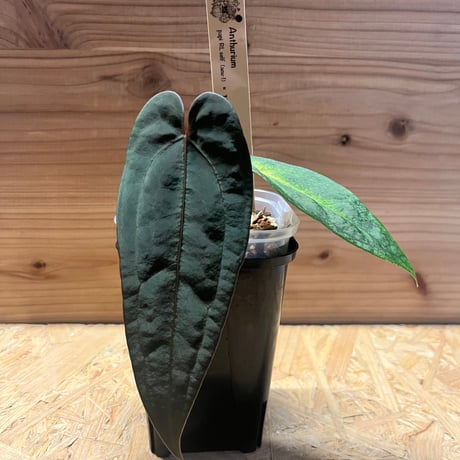 パピリラミナム | STORES