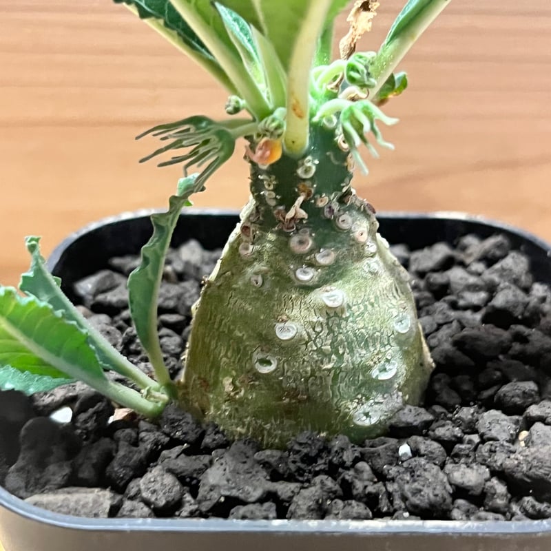 ドルステニア ラブラニー | GREEN LUCK