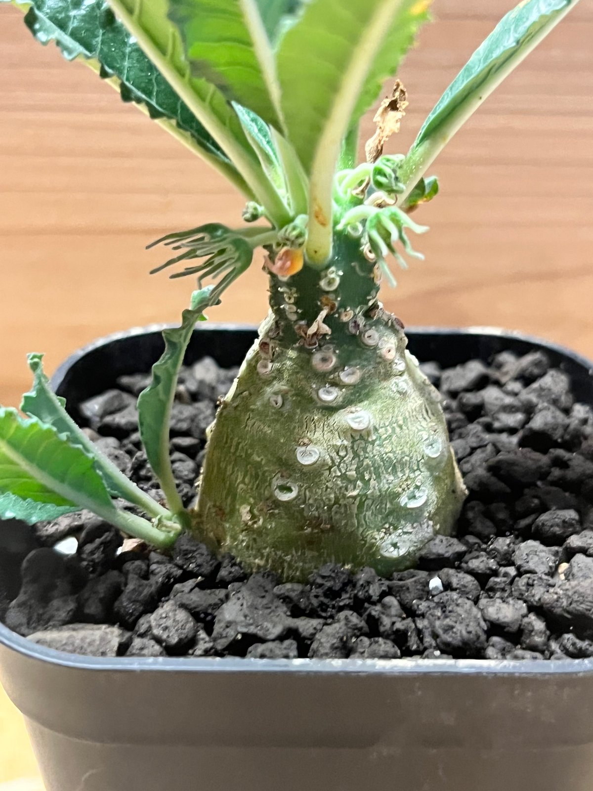 ドルステニア ラブラニー | GREEN LUCK