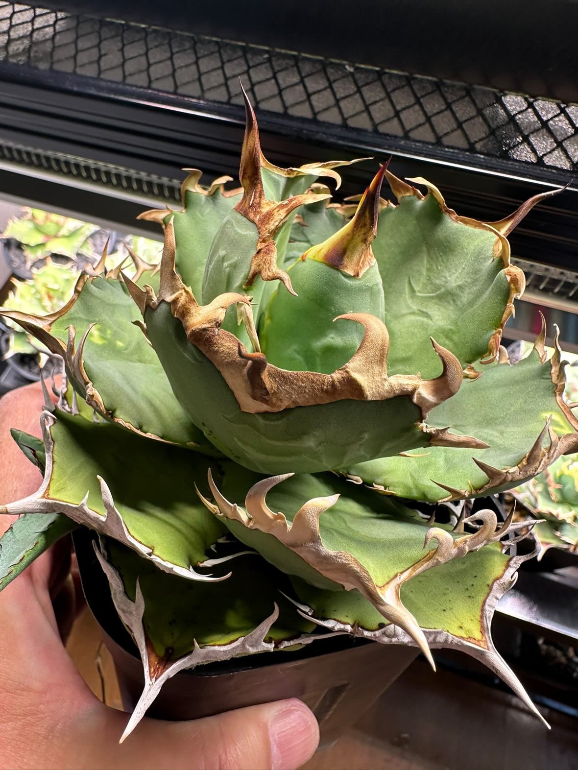 fit=scale-down,w=1200