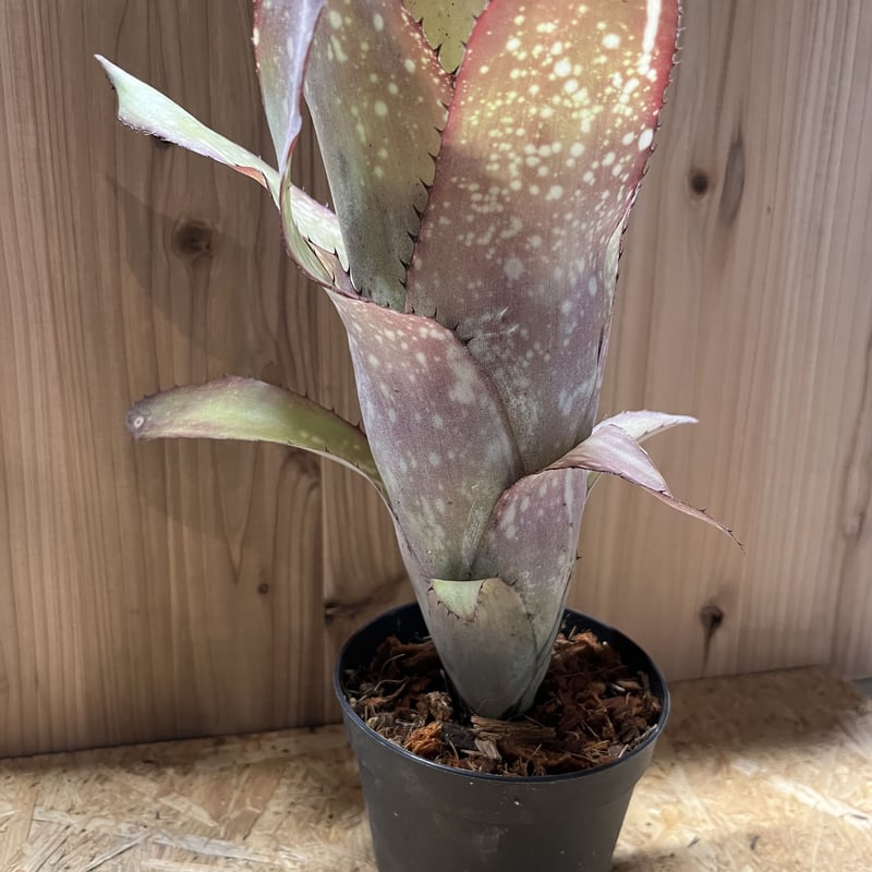 ビルベルギア アラカイ | GREEN LUCK