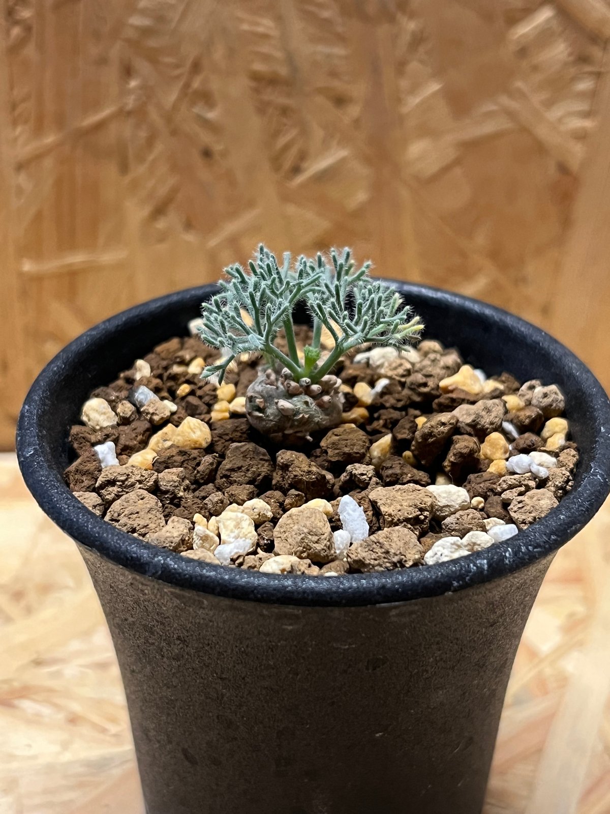 匿名配送】椿美衣奈 夏少女blu-rayとCDROM２枚 - ブルーレイ