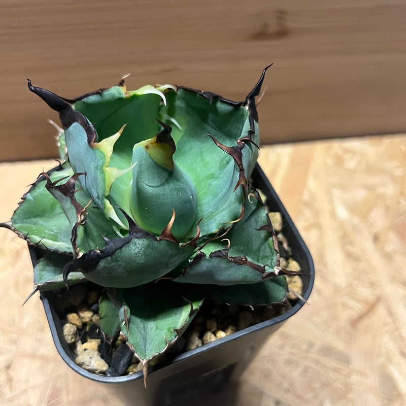 アガベ アガベ チタノタ ブラックアンドブルー 暗覆輪 | GREEN LUCK