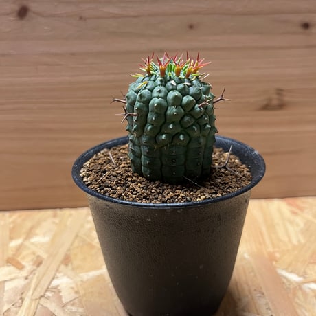 群星冠子沢山良型ユーフォルビア塊根植物コーデックス