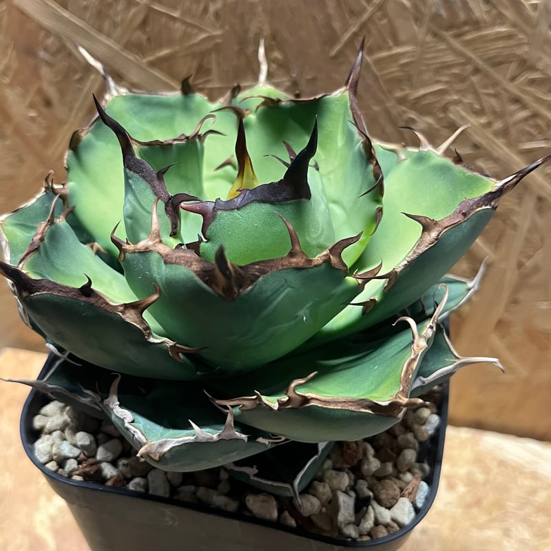 アガベ チタノタ アガベ チタノタ Persian Dwarf | GREEN LUCK