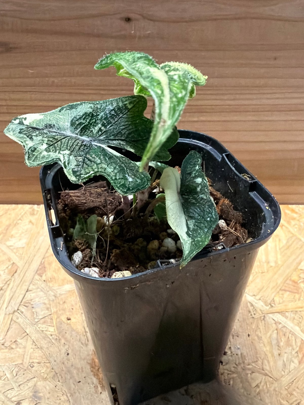 アロカシア・ジャクリン 斑入り Alocasia Jacklyn var. Alocasia jacklyn アロカシア ジャクリン アロカシアジャックリ 観葉