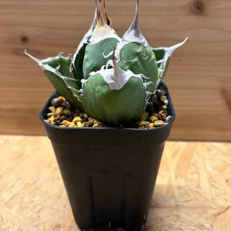 オアハカ | STORES