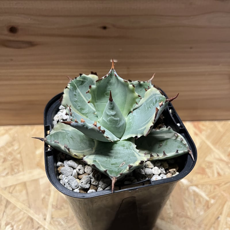 アガベ カブトガニ錦 連棘タイプ | GREEN LUCK