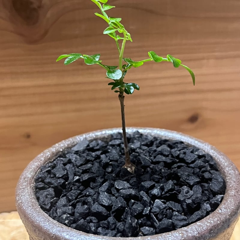 オペルクリカリアパキプス　VALIEM鉢付き オペルクリカリアパキプス VALIEM鉢付き