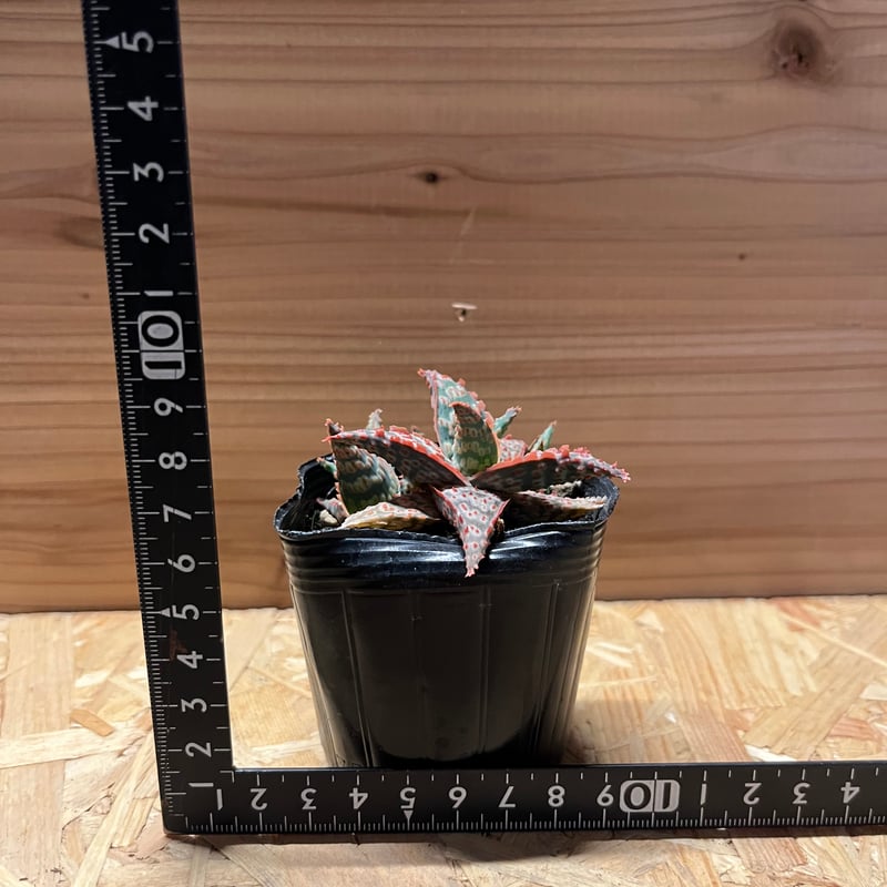 アロエ ピンクブラッシュ | GREEN LUCK