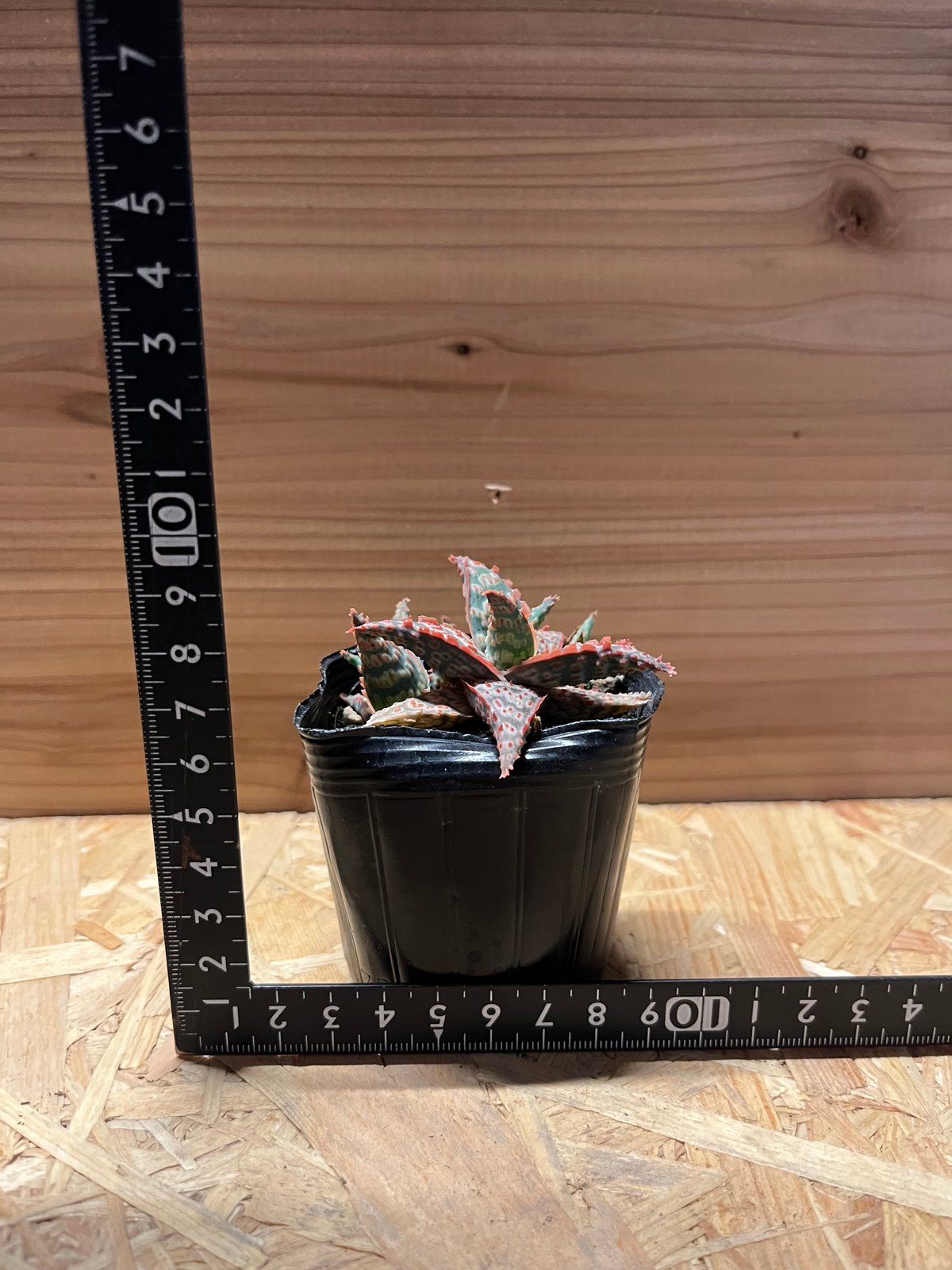 アロエ ピンクブラッシュ | GREEN LUCK