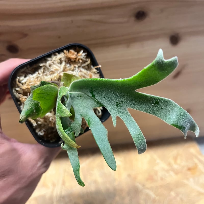 ビカクシダ ウィリンキー 'ジュエル' | GREEN LUCK