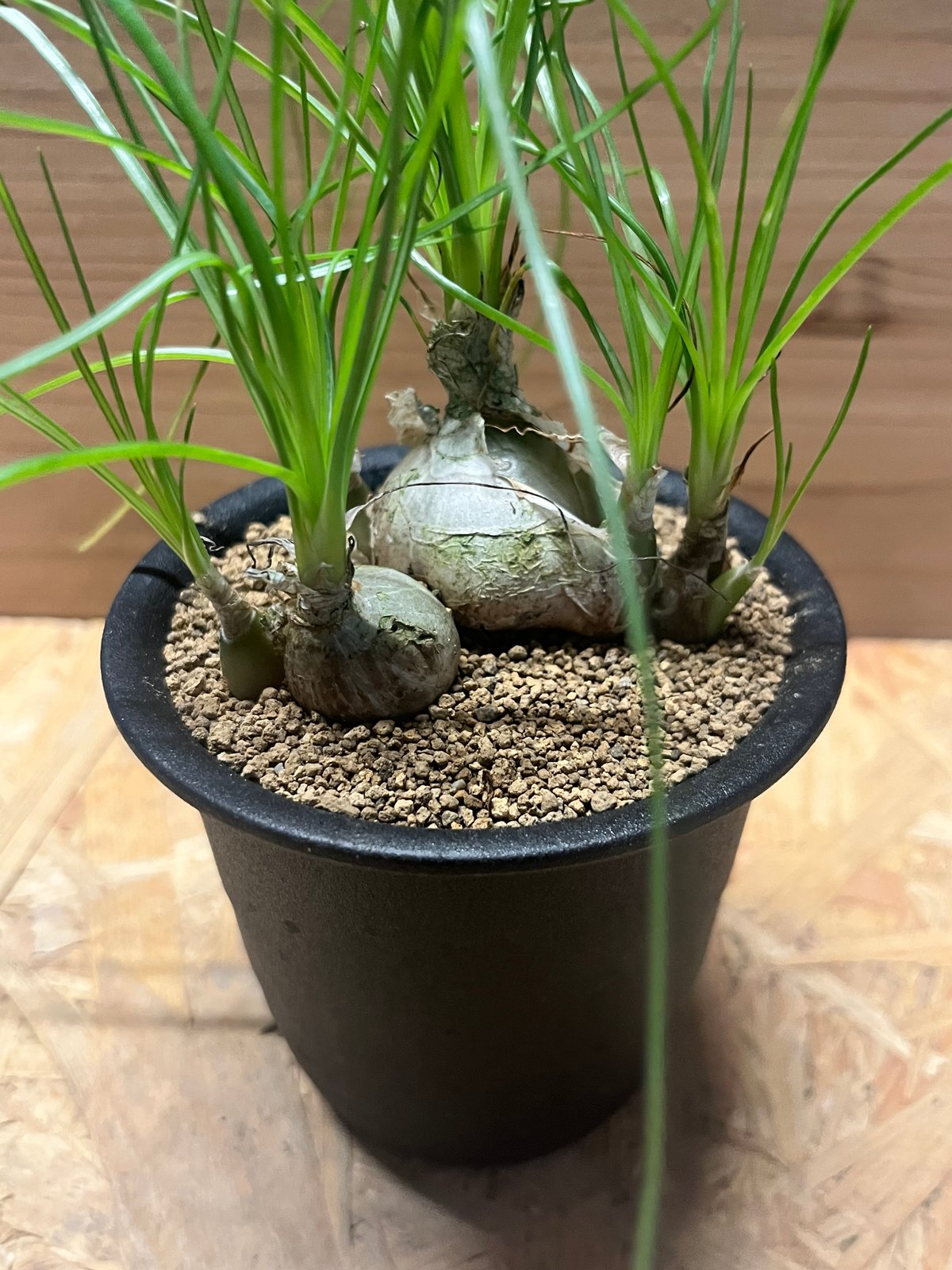 アルブカ フミリス | GREEN LUCK