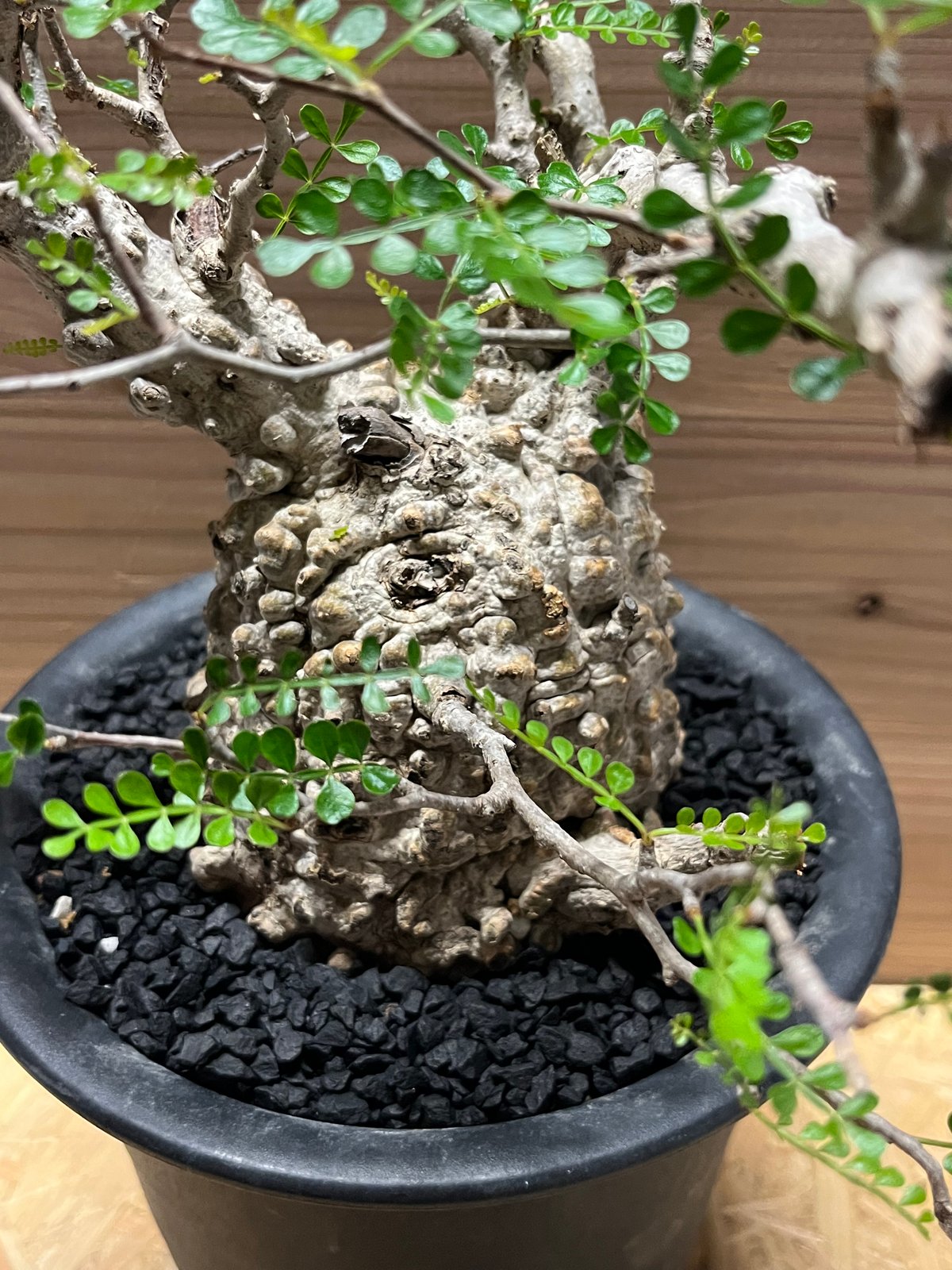 オペルクリカリア パキプス 現地発根済み | GREEN LUCK