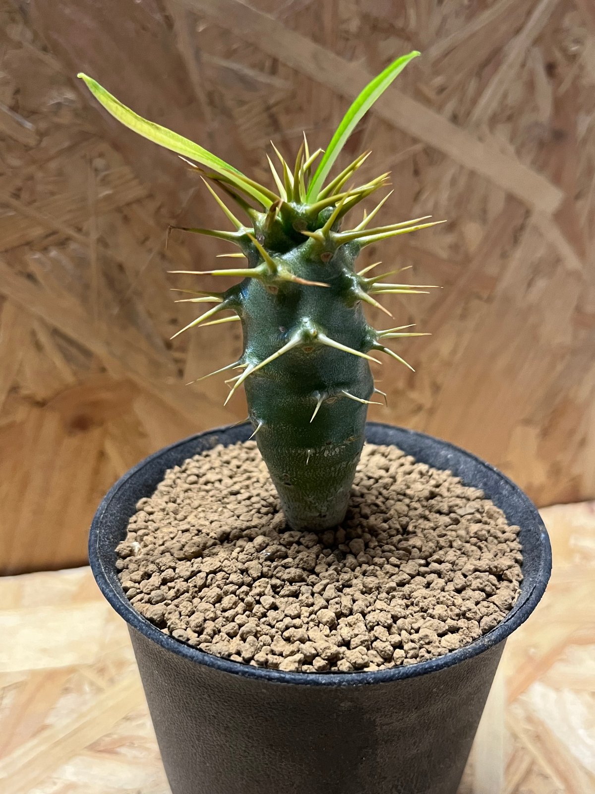 パキポディウム　アンボンゲンセ　3分頭　塊根植物 パキポディウム アンボンゲンセ 3分頭 塊根植物 パキポディウム