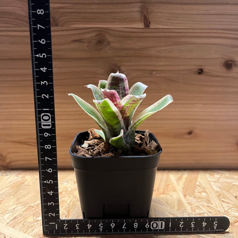 ネオレゲリア ハウジット リサのタグ付き