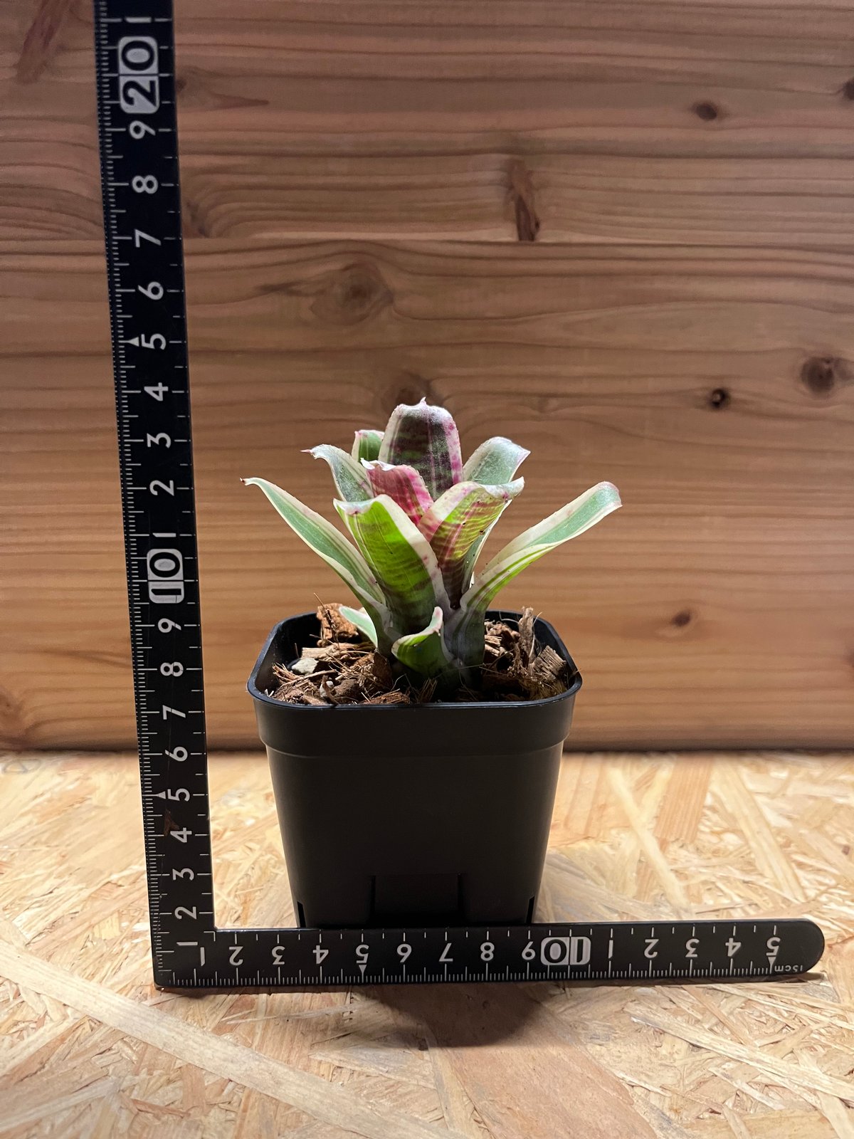 ネオレゲリア　ラベナラ Neoregelia ravenala #neoregelia #neoregeliaravenala #bromeliads