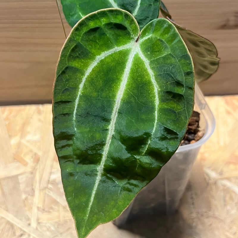 アンスリウム パンプキンスパイス×レッドクリスタル | GREEN LUCK