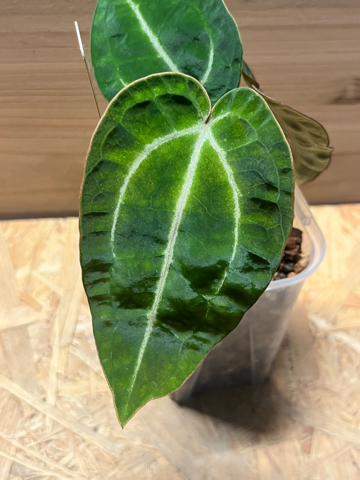 【HS】アンスリウム　パンプキンスパイス 🎃Anthurium 'Pumpkin Spice' 🎃 @understory_oasis #aroid