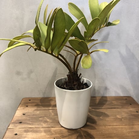 ザミアプミラ | STORES