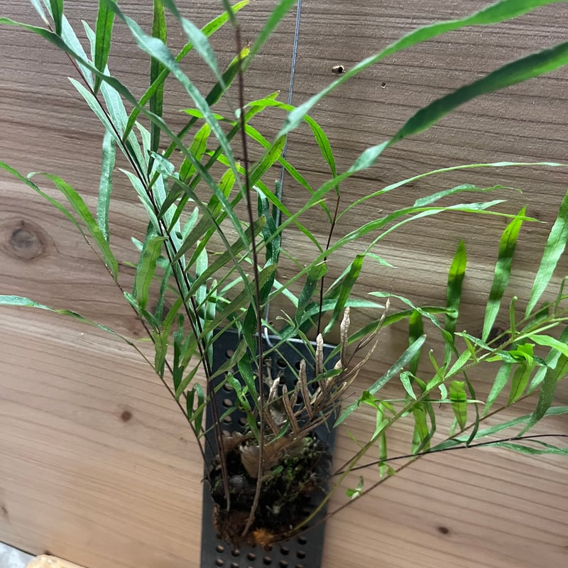 ドリナリア・リギデュラ ドリナリア リギデュラ | GREEN LUCK