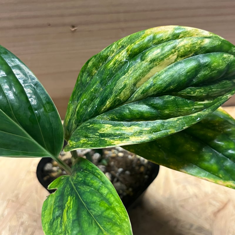 モンステラ ジェイドシャトルコック 斑入り | GREEN LUCK