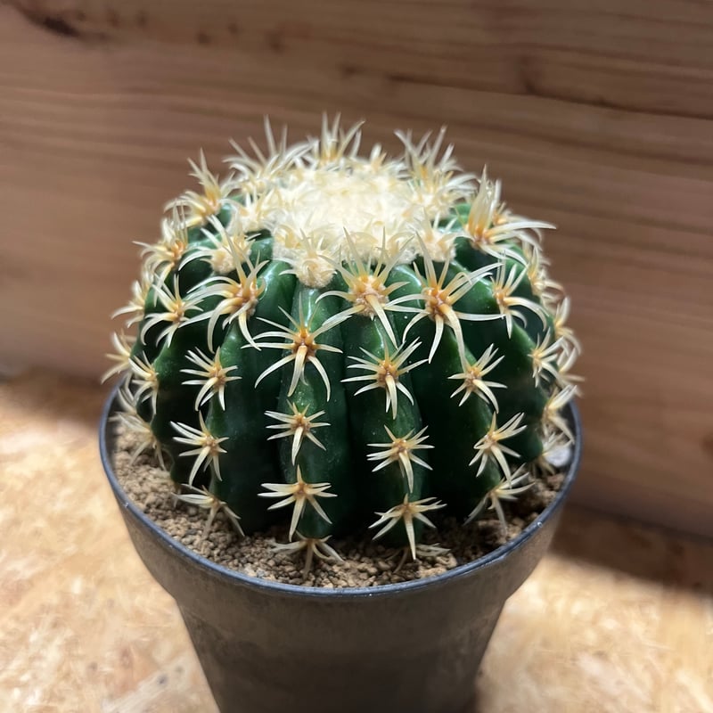 8*様 古株　木質化　古木　短棘　金鯱 エキノカクタス 短刺金鯱 | GREEN LUCK