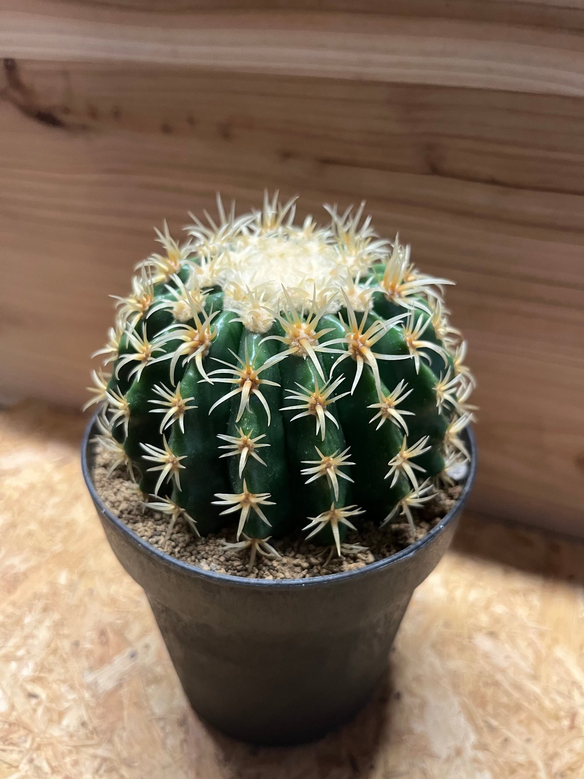 狂い刺金鯱　カキコ　サボテン サボテン：エキノカクタス狂刺金鯱*12cm 現品 一品限り : 遊恵