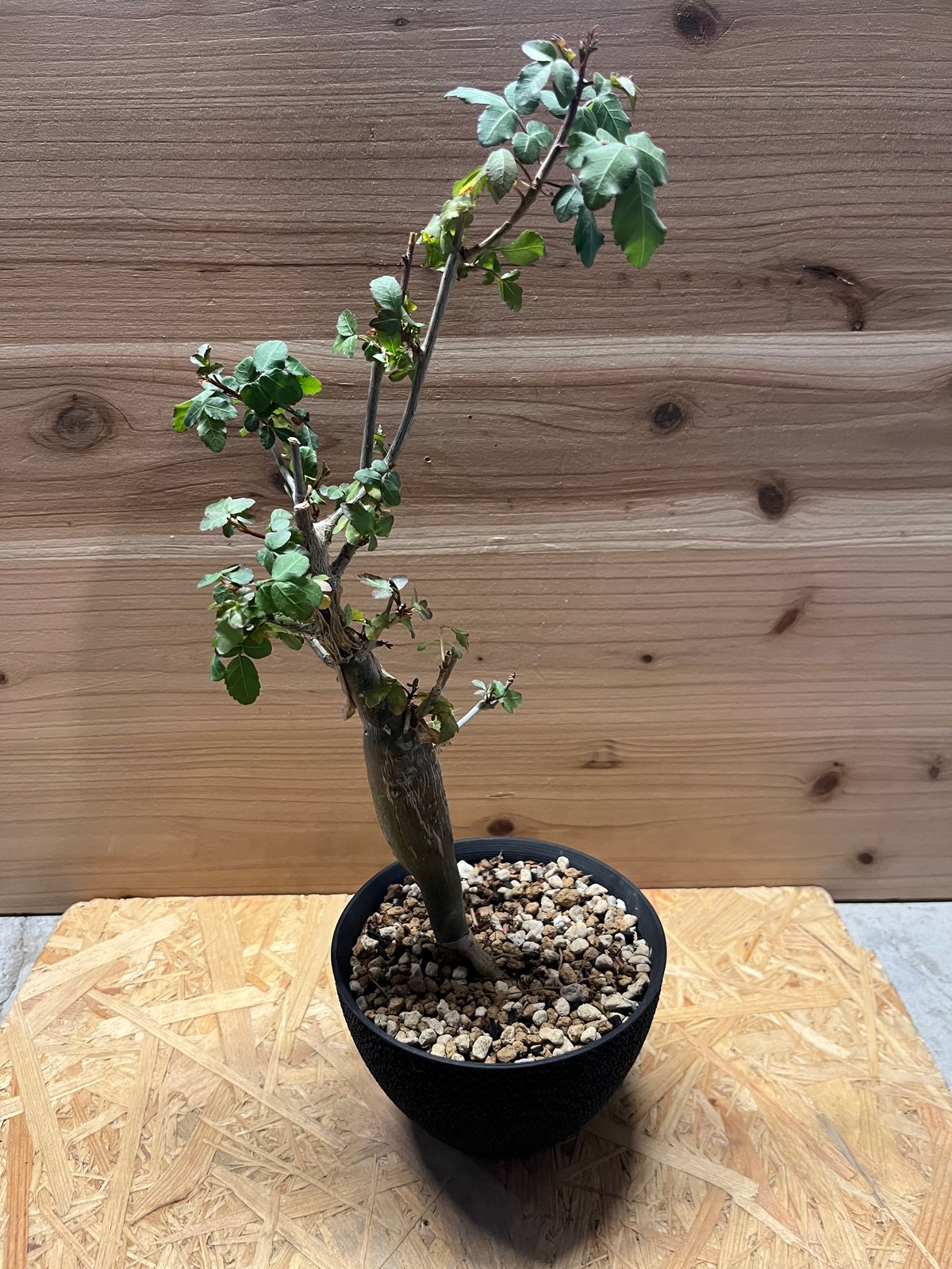 ブルセラ　ファガロイデス ブルセラ ファガロイデス NO.1 | mana's farm:塊根植物・アガベ