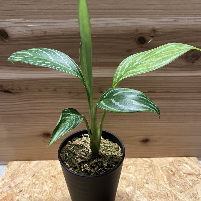 アグラオネマ ニティドゥム カーティシー | GREEN LUCK