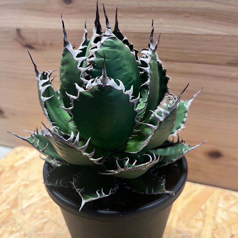 アガベ ホリダ | GREEN LUCK