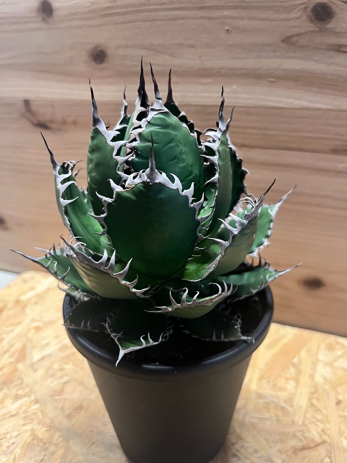 アガベ ホリダ | GREEN LUCK