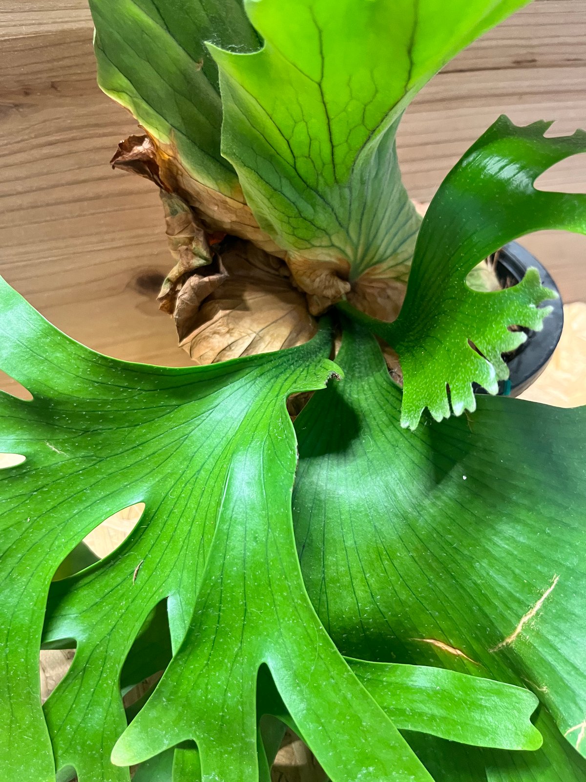 ビカクシダ コロナリウム ビカクシダ コロナリウム 大型