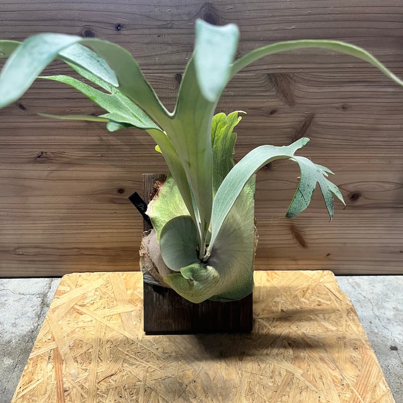 ウィリンキー　ビカクシダ　親株出品 ビカクシダ ウィリンキー 親株 - メルカリ