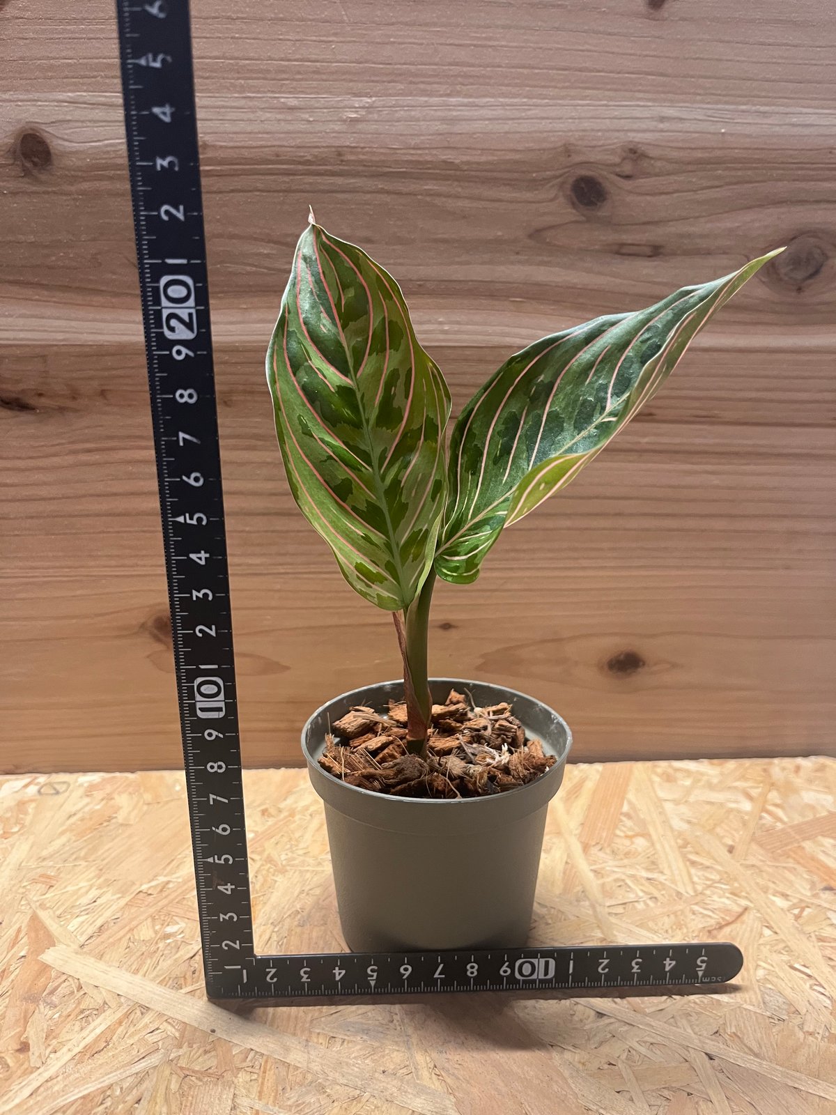 アグラオネマ レッドアーミー　1 陶器鉢 お皿付き アグラオネマ：レッドアーミー 3.5号ポット の通販 | 園芸ネット