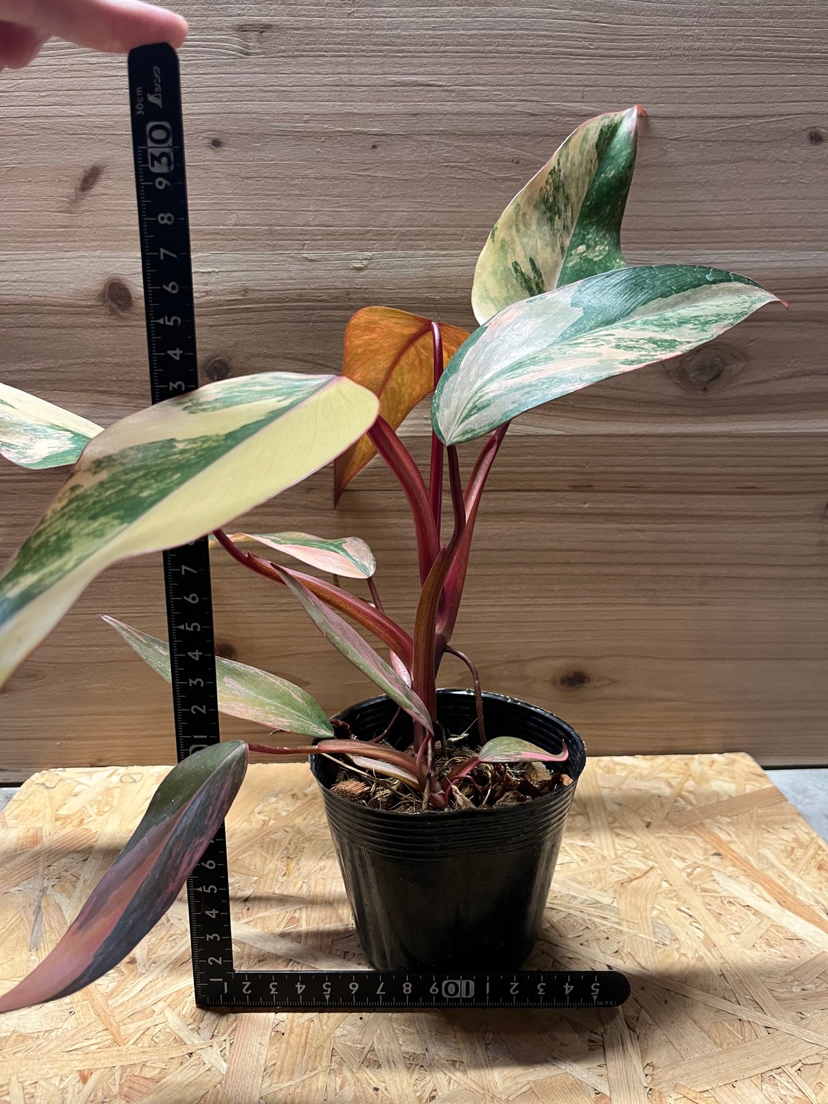 fit=scale-down,w=1200