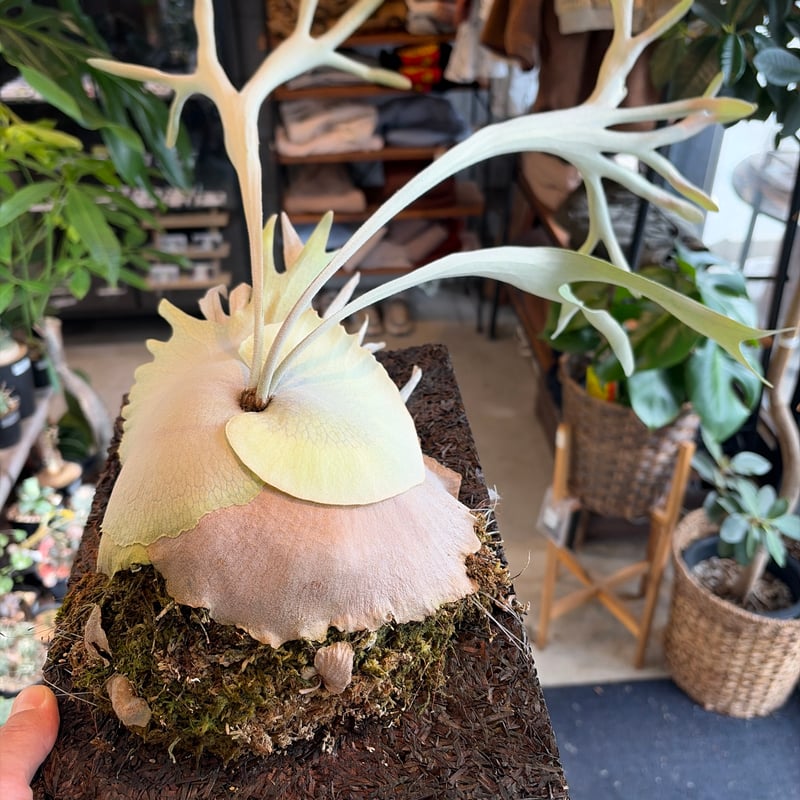 ビカクシダ ベイチーワイルド oc ビカクシダ ベイチー ワイルド | GREEN LUCK