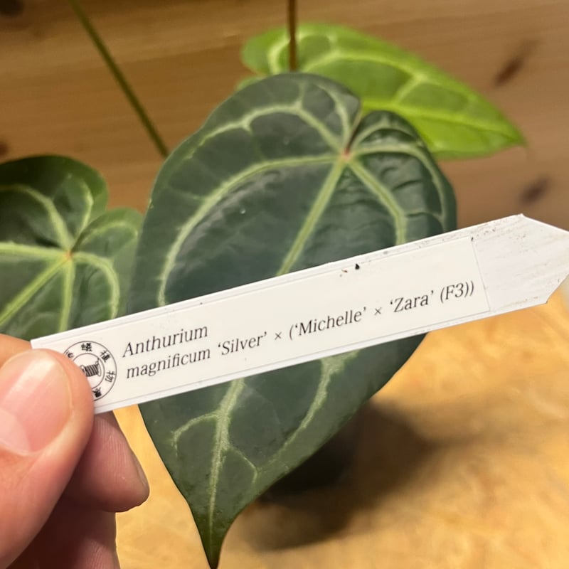 アンスリウム マグニフィカム'シルバー'×（ミシェル×ザラ）F3 | GREEN LUCK