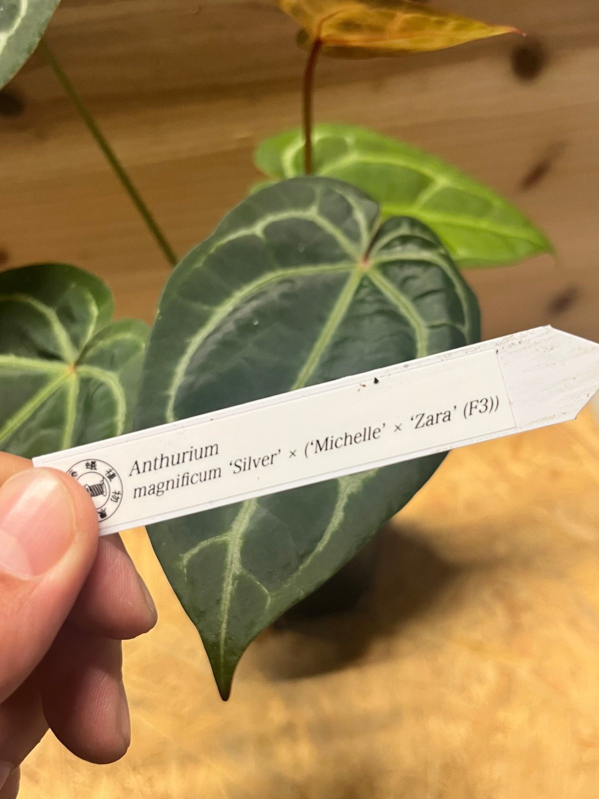 アンスリウム マグニフィカム'シルバー'×（ミシェル×ザラ）F3 | GREEN LUCK