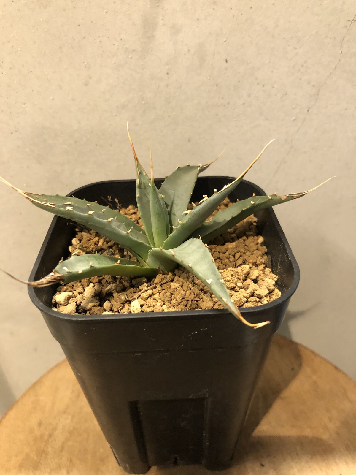 アガベ ユタエンシス エボリスピナ | GREEN LUCK