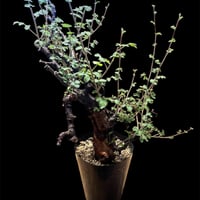 アガベ チタノタ ドラゴンスパイン | GREEN LUCK