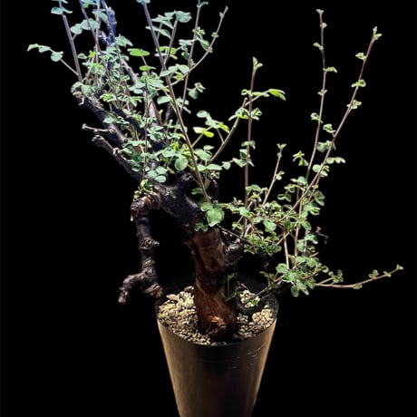 13 コミフォラ　sp エイル　banksy 13 コミフォラ sp エイル banksy SNAP SHOT】 にゅBONSAI