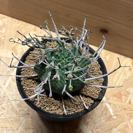 ユーフォルビア　スーパーバリダ　雄株