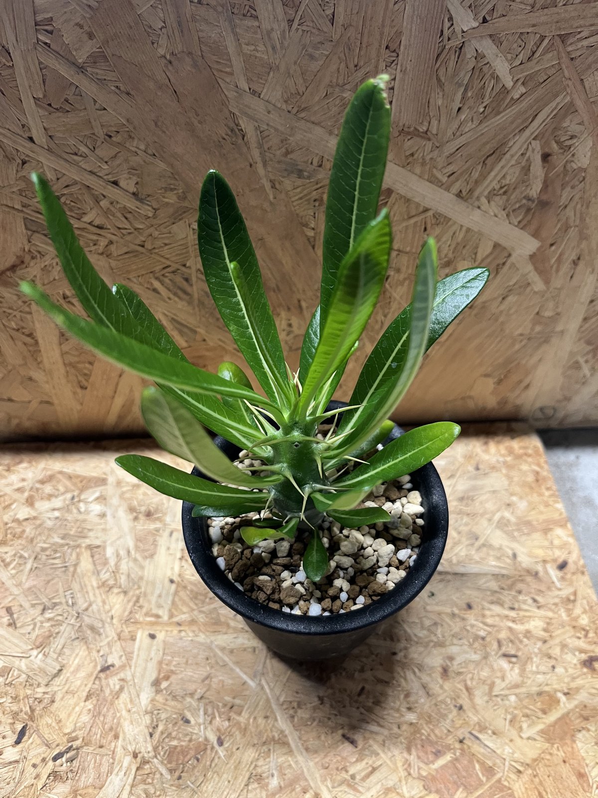 パキポディウム アンボンゲンセ | GREEN LUCK