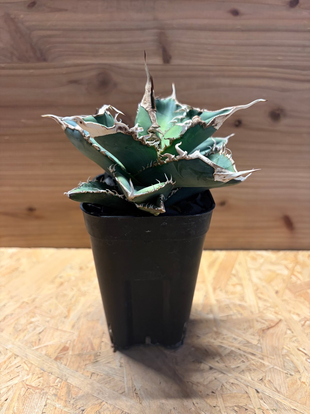 アガベ チタノタ '緑幽霊' | GREEN LUCK