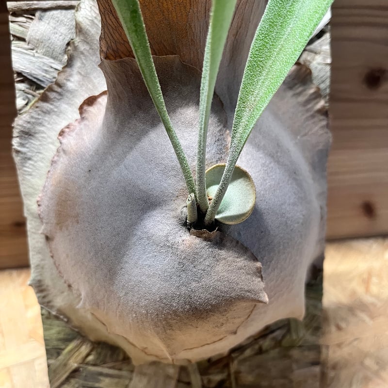 big sale様　ご確認用ページ　ビカクシダ ビカクシダ ディバーシフォリウム | GREEN LUCK