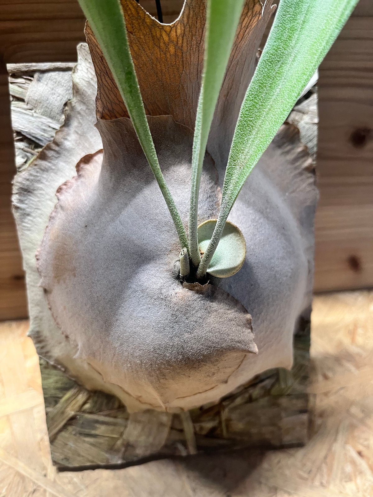 ビカクシダ ディバーシフォリウム | GREEN LUCK